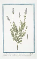 Picture 281 of 713 from Hortus Romanus plantaru (1772), leaf 281