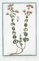 Picture 282 of 713 from Hortus Romanus plantaru (1772), leaf 282