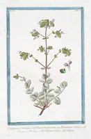 An illustration from Hortus Romanus plantaru (1772)