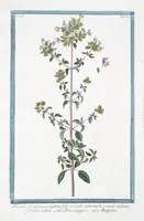 Picture 284 of 713 from Hortus Romanus plantaru (1772), leaf 284