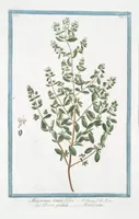Picture 285 of 713 from Hortus Romanus plantaru (1772), leaf 285