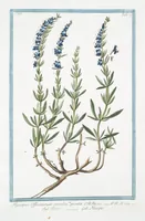 Picture 286 of 713 from Hortus Romanus plantaru (1772), leaf 286