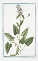 Picture 287 of 713 from Hortus Romanus plantaru (1772), leaf 287