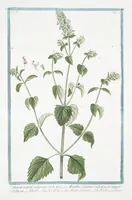 Picture 288 of 713 from Hortus Romanus plantaru (1772), leaf 288