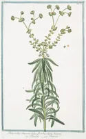 An illustration from Hortus Romanus plantaru (1772)
