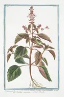Picture 291 of 713 from Hortus Romanus plantaru (1772), leaf 291