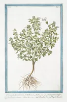 Picture 292 of 713 from Hortus Romanus plantaru (1772), leaf 292