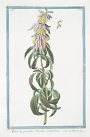 An illustration from Hortus Romanus plantaru (1772)