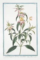 Picture 294 of 713 from Hortus Romanus plantaru (1772), leaf 294
