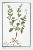 Picture 295 of 713 from Hortus Romanus plantaru (1772), leaf 295
