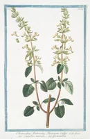 Picture 296 of 713 from Hortus Romanus plantaru (1772), leaf 296