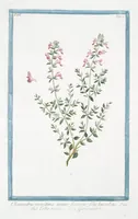 An illustration from Hortus Romanus plantaru (1772)