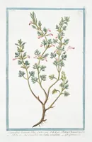 An illustration from Hortus Romanus plantaru (1772)