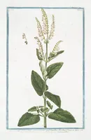 An illustration from Hortus Romanus plantaru (1772)