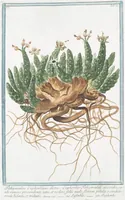 An illustration from Hortus Romanus plantaru (1772)