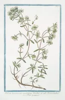 Picture 300 of 713 from Hortus Romanus plantaru (1772), leaf 300