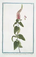 An illustration from Hortus Romanus plantaru (1772)