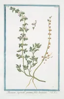 Picture 302 of 713 from Hortus Romanus plantaru (1772), leaf 302