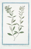 An illustration from Hortus Romanus plantaru (1772)