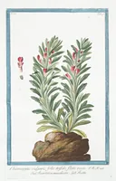 Picture 305 of 713 from Hortus Romanus plantaru (1772), leaf 305