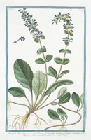 Picture 306 of 713 from Hortus Romanus plantaru (1772), leaf 306
