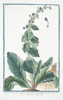 An illustration from Hortus Romanus plantaru (1772)