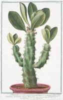 An illustration from Hortus Romanus plantaru (1772)