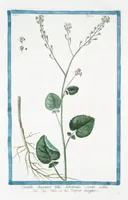 Picture 311 of 713 from Hortus Romanus plantaru (1772), leaf 311