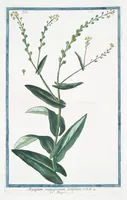 An illustration from Hortus Romanus plantaru (1772)