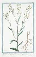 Picture 313 of 713 from Hortus Romanus plantaru (1772), leaf 313