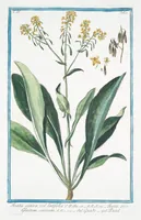Picture 314 of 713 from Hortus Romanus plantaru (1772), leaf 314