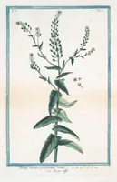 Picture 315 of 713 from Hortus Romanus plantaru (1772), leaf 315
