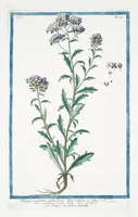 Picture 316 of 713 from Hortus Romanus plantaru (1772), leaf 316
