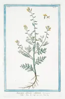 Picture 317 of 713 from Hortus Romanus plantaru (1772), leaf 317