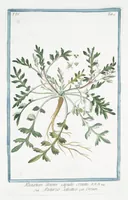 Picture 318 of 713 from Hortus Romanus plantaru (1772), leaf 318