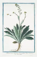 An illustration from Hortus Romanus plantaru (1772)
