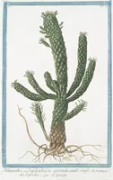An illustration from Hortus Romanus plantaru (1772)