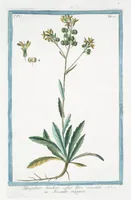 An illustration from Hortus Romanus plantaru (1772)