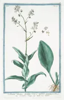 An illustration from Hortus Romanus plantaru (1772)