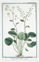 An illustration from Hortus Romanus plantaru (1772)