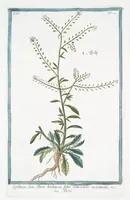 An illustration from Hortus Romanus plantaru (1772)