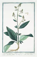 An illustration from Hortus Romanus plantaru (1772)