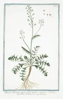 An illustration from Hortus Romanus plantaru (1772)