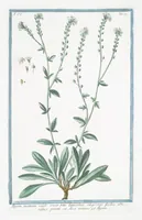 Picture 326 of 713 from Hortus Romanus plantaru (1772), leaf 326