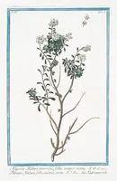 Picture 327 of 713 from Hortus Romanus plantaru (1772), leaf 327