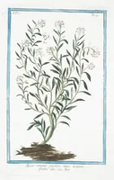 An illustration from Hortus Romanus plantaru (1772)