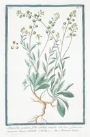 Picture 329 of 713 from Hortus Romanus plantaru (1772), leaf 329