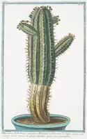 An illustration from Hortus Romanus plantaru (1772)