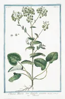 Picture 330 of 713 from Hortus Romanus plantaru (1772), leaf 330