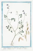 Picture 331 of 713 from Hortus Romanus plantaru (1772), leaf 331
